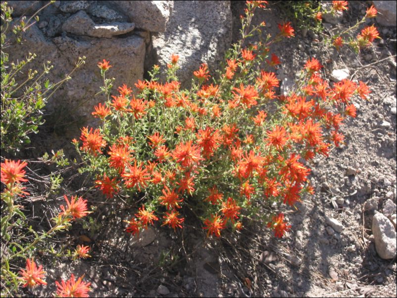 2005-07-03 Williamson (96) Wildflowers